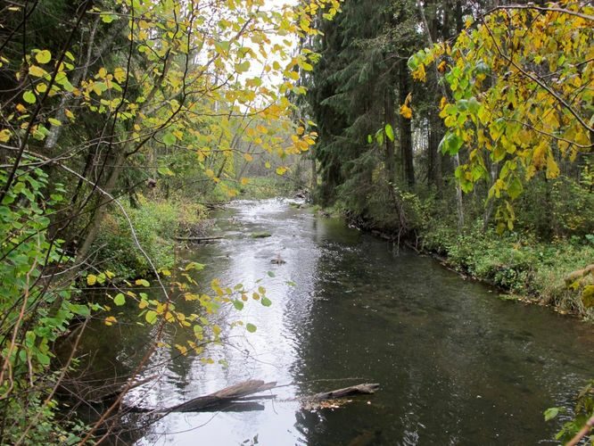 Maakond: Tartumaa Veekogu nimi: Elva jõgi Pildistamise aeg: 8. oktoober 2011 Pildistaja: H. Timm Pildistamise koht: Vitipalu Asimuut: