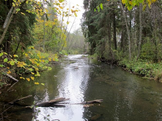 Maakond: Tartumaa Veekogu nimi: Elva jõgi Pildistamise aeg: 8. oktoober 2011 Pildistaja: H. Timm Pildistamise koht: Vitipalu Asimuut: