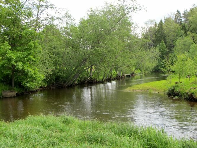 Maakond: Tartumaa Veekogu nimi: Elva jõgi Pildistamise aeg: 8. juuni 2012 Pildistaja: H. Timm Pildistamise koht: Peedu paisust pv Asimuut: