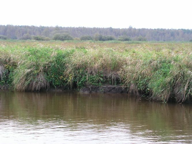 Maakond: Tartumaa Veekogu nimi: Emajõgi Pildistamise aeg: 16. september 2003 Pildistaja: H. Timm Pildistamise koht: allpool Palupõhja Asimuut: