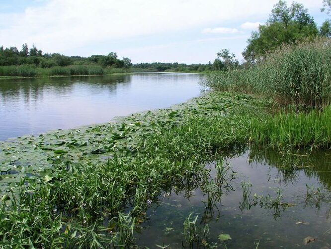 Maakond: Tartumaa Veekogu nimi: Emajõgi Pildistamise aeg: 14. juuli 2006 Pildistaja: H. Timm Pildistamise koht: Kastre LK keskusest vv Asimuut: