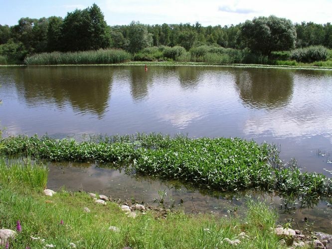 Maakond: Tartumaa Veekogu nimi: Emajõgi Pildistamise aeg: 16. oktoober 2006 Pildistaja: H. Timm Pildistamise koht: Kastre LK keskusest üle jõe Asimuut: