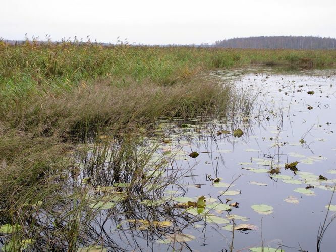 Maakond: Tartumaa Veekogu nimi: Emajõgi Pildistamise aeg: 3. oktoober 2012 Pildistaja: H. Timm Pildistamise koht: I kaevandi umbsopp Asimuut: