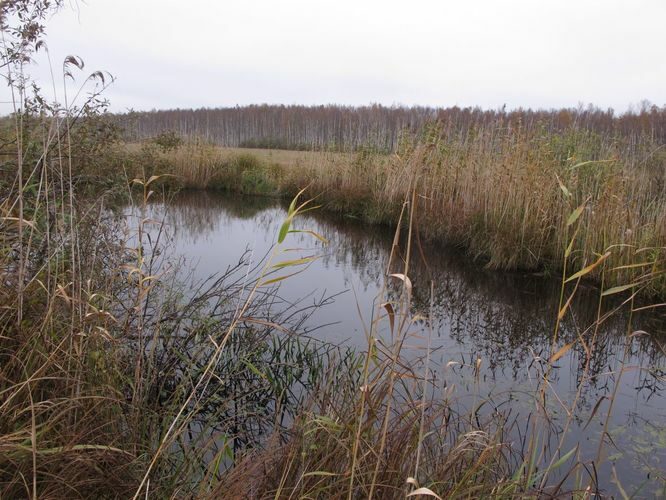 Maakond: Tartumaa Veekogu nimi: Emajõgi Pildistamise aeg: 3. oktoober 2012 Pildistaja: H. Timm Pildistamise koht: Karisto keskjooks Asimuut: