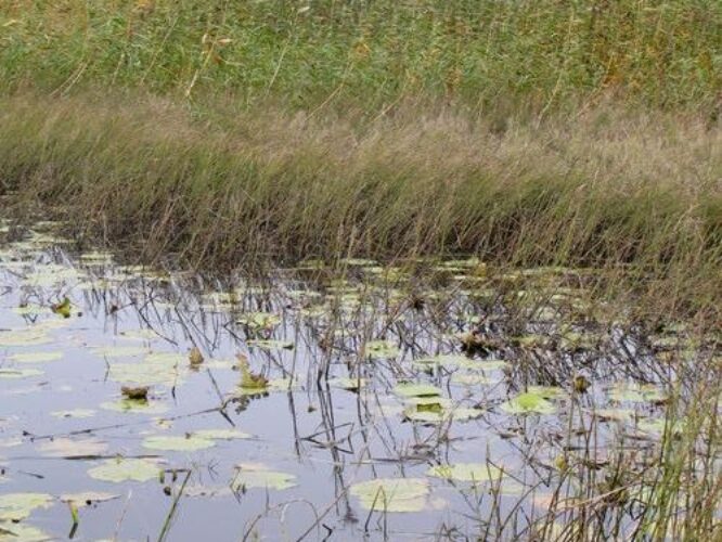 Maakond: Tartumaa Veekogu nimi: Emajõgi Pildistamise aeg: 3. oktoober 2012 Pildistaja: H. Timm Pildistamise koht: I kaevandi umbsopp Asimuut: