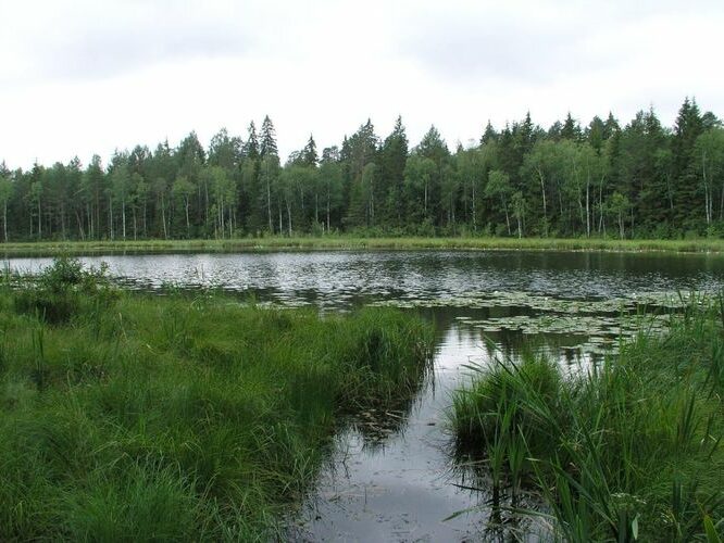 Maakond: Tartumaa Veekogu nimi: Illi Väikejärv Pildistamise aeg: 2. august 2006 Pildistaja: H. Timm Pildistamise koht: teadmata Asimuut: