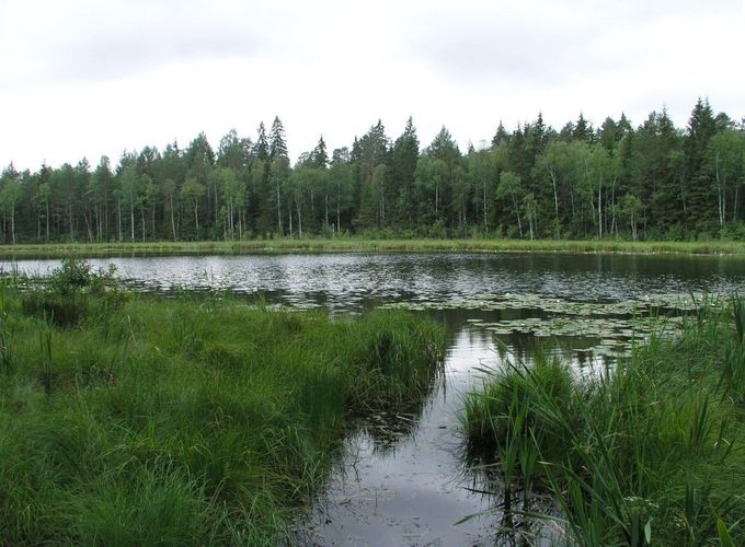 Maakond: Tartumaa Veekogu nimi: Illi Väikejärv Pildistamise aeg: 2. august 2006 Pildistaja: H. Timm Pildistamise koht: teadmata Asimuut: