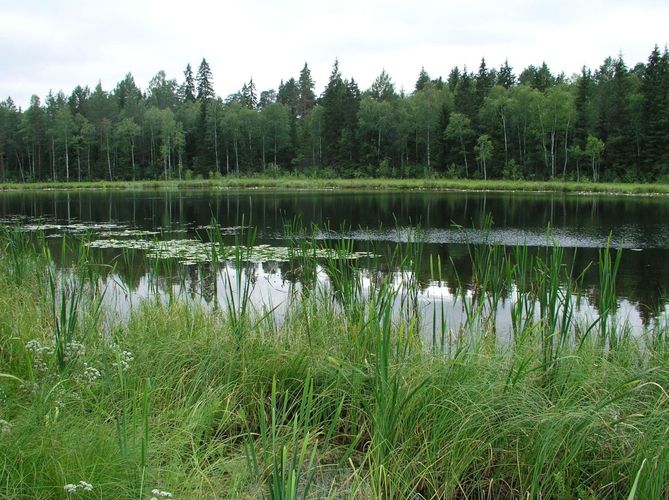 Maakond: Tartumaa Veekogu nimi: Illi Väikejärv Pildistamise aeg: 2. august 2006 Pildistaja: H. Timm Pildistamise koht: teadmata Asimuut: