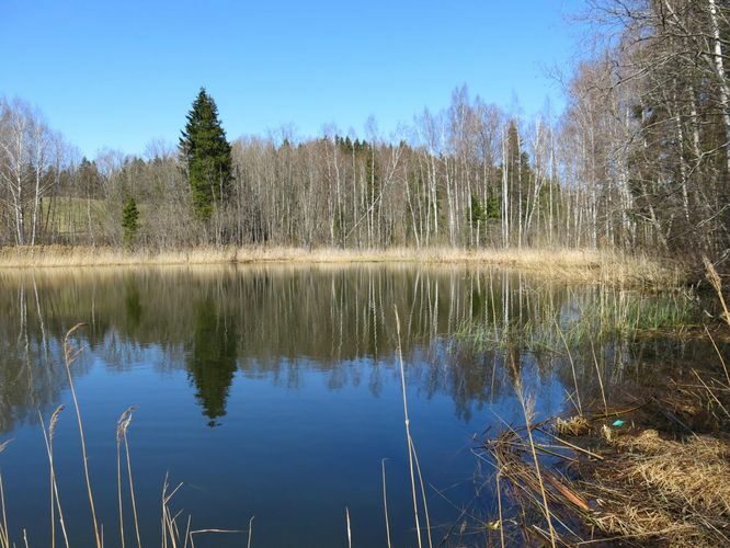 Maakond: Valgamaa Veekogu nimi: Jaanuse järv Pildistamise aeg: 6. mai 2013 Pildistaja: H. Timm Pildistamise koht: teadmata Asimuut: