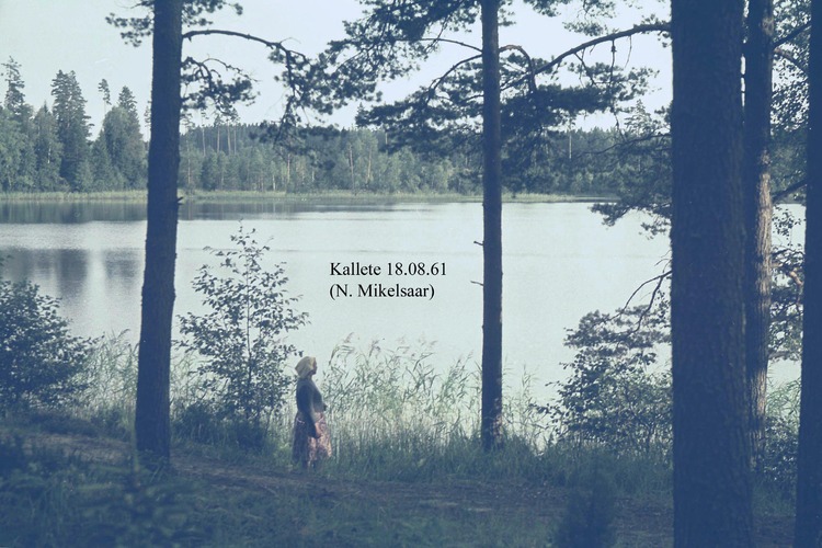 Maakond: Valgamaa Veekogu nimi: Kallete järv Pildistamise aeg: 18. august 1961 Pildistaja: N. Mikelsaar Pildistamise koht: teadmata Asimuut: