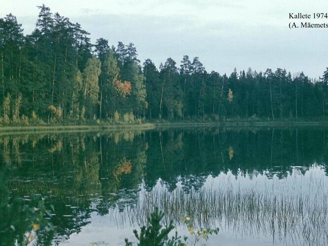 Maakond: Valgamaa Veekogu nimi: Kallete järv Pildistamise aeg: 1974 Pildistaja: A. Mäemets Pildistamise koht: teadmata Asimuut: