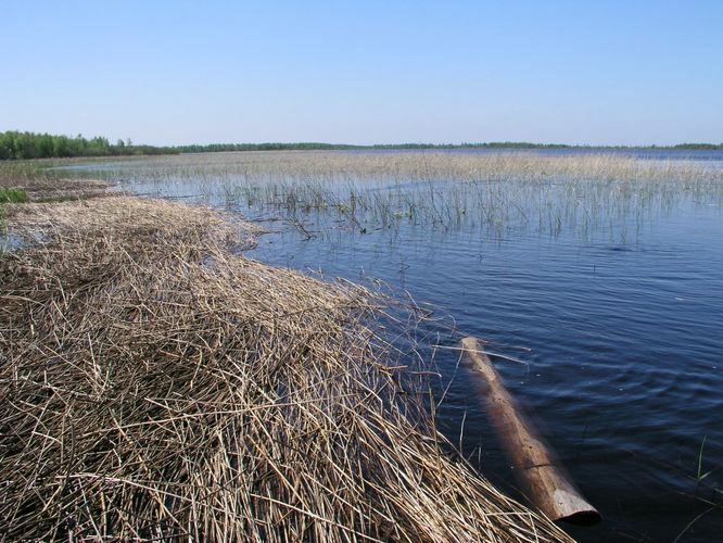 Maakond: Tartumaa Veekogu nimi: Kalli järv Pildistamise aeg: 23. mai 2005 Pildistaja: H. Timm Pildistamise koht: teadmata Asimuut: