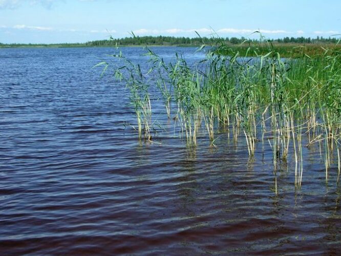 Maakond: Tartumaa Veekogu nimi: Kalli järv Pildistamise aeg: 24. mai 2006 Pildistaja: H. Timm Pildistamise koht: teadmata Asimuut: