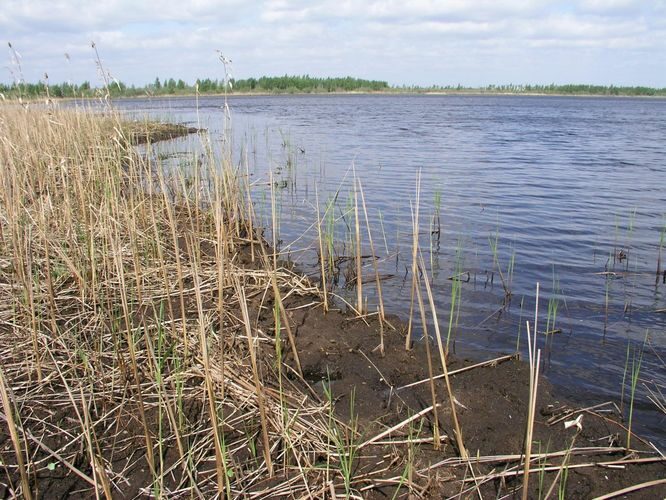 Maakond: Tartumaa Veekogu nimi: Kalli järv Pildistamise aeg: 14. juuli 2006 Pildistaja: H. Timm Pildistamise koht: teadmata Asimuut: