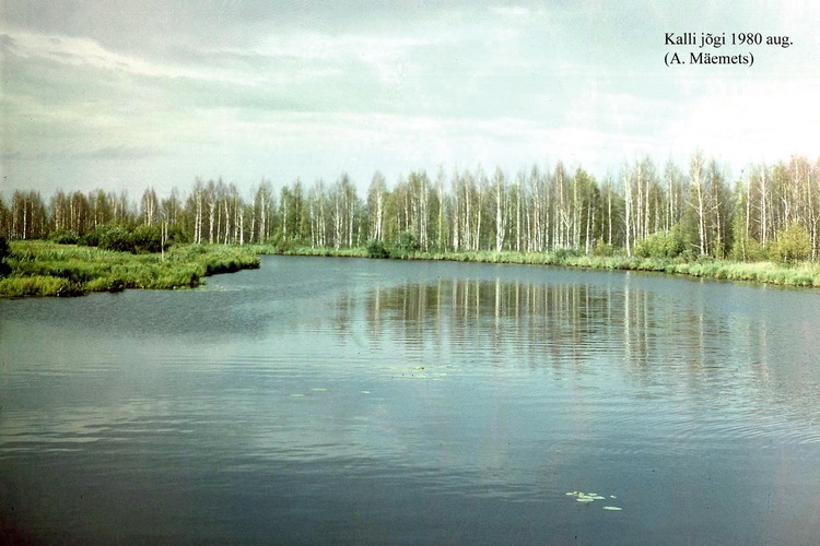 Maakond: Tartumaa Veekogu nimi: Kalli jõgi Pildistamise aeg: august 1980 Pildistaja: A. Mäemets Pildistamise koht: allpool Kalli j Asimuut: