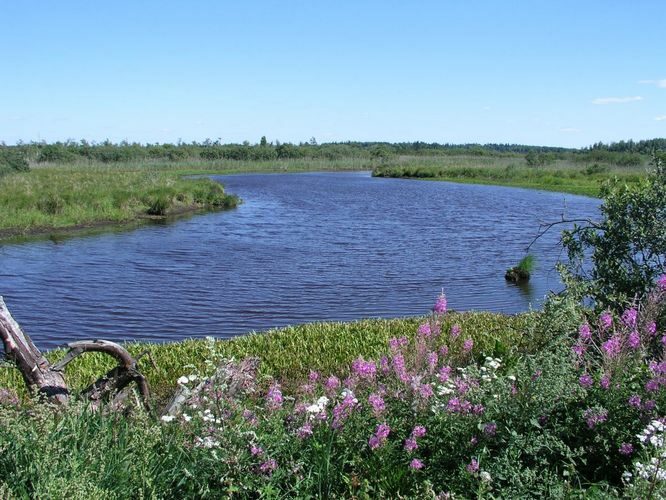 Maakond: Tartumaa Veekogu nimi: Kalli jõgi Pildistamise aeg: 7. august 2006 Pildistaja: H. Timm Pildistamise koht: Ahunapalu - Leegu teel Asimuut: