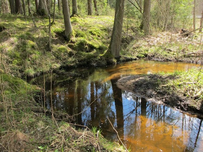 Maakond: Valgamaa Veekogu nimi: Karjamõisa oja Pildistamise aeg: 1. mai 2011 Pildistaja: H. Timm Pildistamise koht: Otepää - Rõngu tee Asimuut: