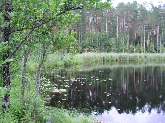 Maakond: Valgamaa Veekogu nimi: Karula Mudajärv Pildistamise aeg: 4. august 2006 Pildistaja: H. Timm Pildistamise koht: teadmata Asimuut: