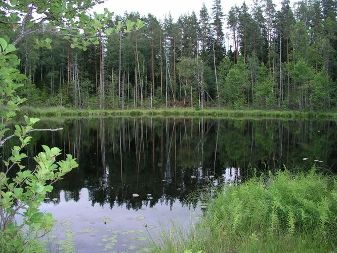 Maakond: Valgamaa Veekogu nimi: Karula Mudajärv Pildistamise aeg: 4. august 2006 Pildistaja: H. Timm Pildistamise koht: teadmata Asimuut: