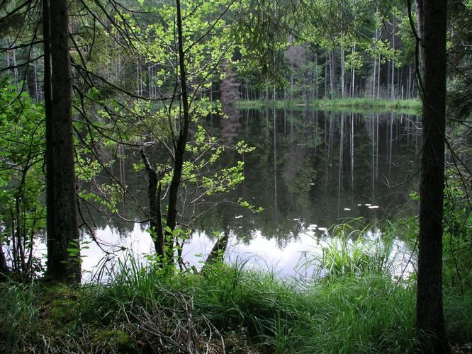 Maakond: Valgamaa Veekogu nimi: Karula Mustjärv Pildistamise aeg: 4. august 2006 Pildistaja: H. Timm Pildistamise koht: teadmata Asimuut: