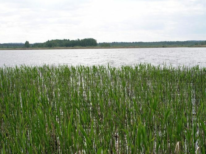 Maakond: Tartumaa Veekogu nimi: Keeri järv Pildistamise aeg: 25. mai 2007 Pildistaja: H. Timm Pildistamise koht: teadmata Asimuut: