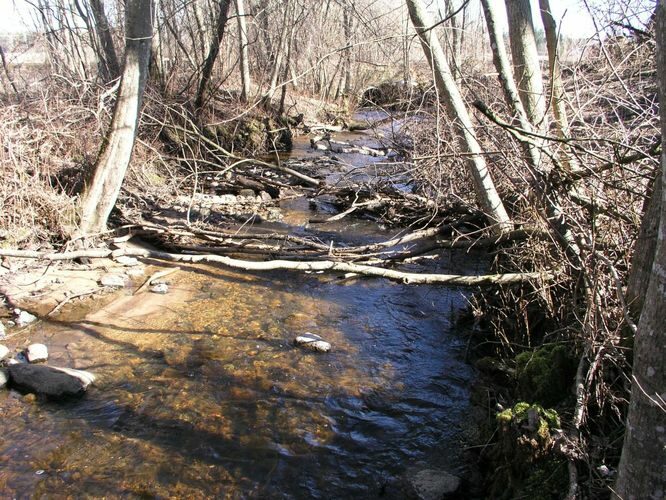 Maakond: Tartumaa Veekogu nimi: Kiivitasoo peakraav Pildistamise aeg: 19. aprill 2007 Pildistaja: H. Timm Pildistamise koht: enne suuet Asimuut: