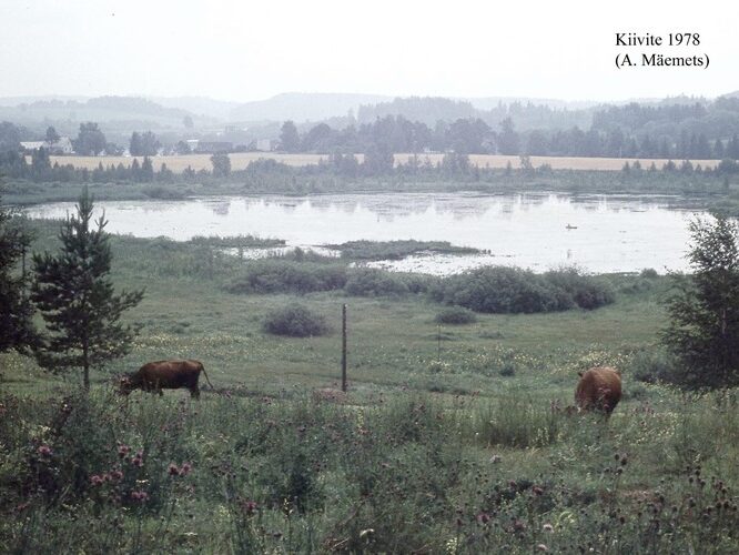 Maakond: Valgamaa Veekogu nimi: Kiivite järv Pildistamise aeg: 1978 Pildistaja: A. Mäemets Pildistamise koht: teadmata Asimuut: