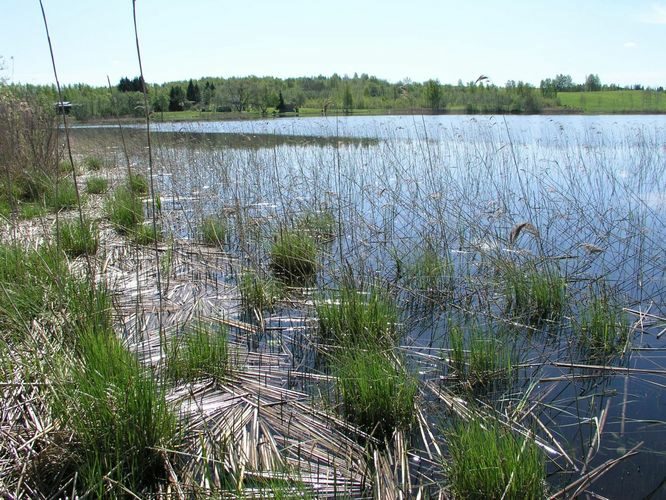 Maakond: Valgamaa Veekogu nimi: Kodijärv Pildistamise aeg: 17. mai 2007 Pildistaja: H. Timm Pildistamise koht: teadmata Asimuut: