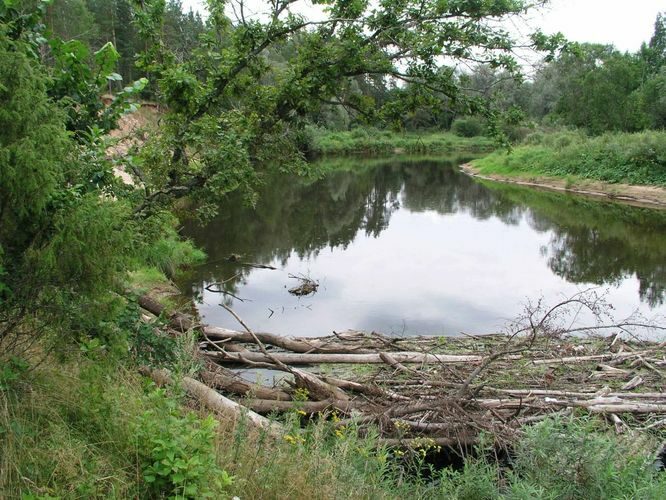 Maakond: Valgamaa Veekogu nimi: Koiva jõgi Pildistamise aeg: august 2004 Pildistaja: H. Timm Pildistamise koht: Kõrgeperve Asimuut: