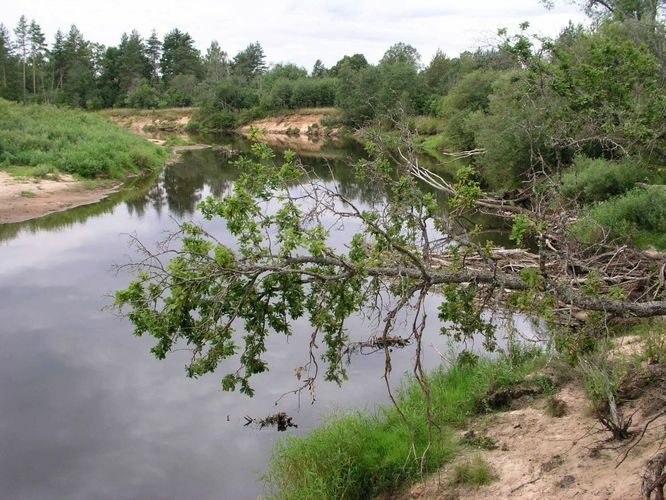 Maakond: Valgamaa Veekogu nimi: Koiva jõgi Pildistamise aeg: august 2004 Pildistaja: H. Timm Pildistamise koht: Kõrgeperve Asimuut: