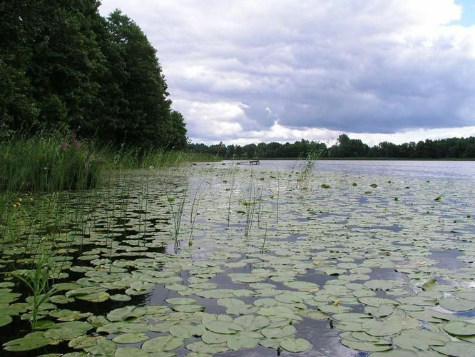 Maakond: Tartumaa Veekogu nimi: Kokora Mustjärv Pildistamise aeg: 20. juuli 2007 Pildistaja: H. Timm Pildistamise koht: teadmata Asimuut: