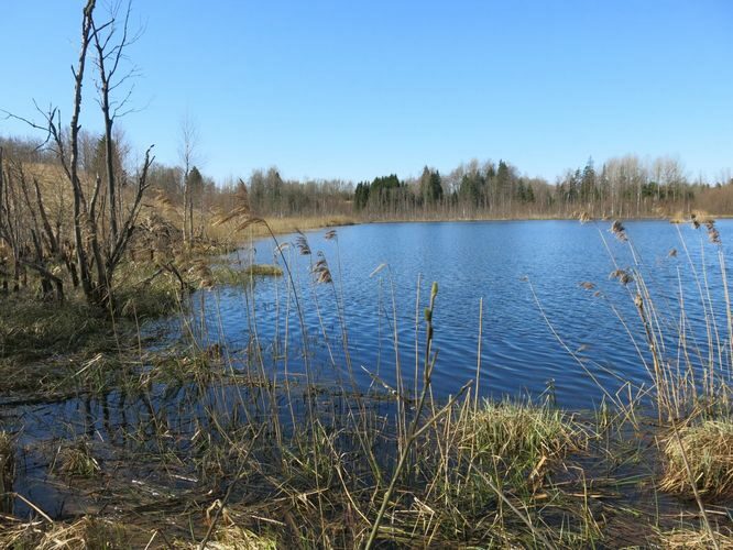 Maakond: Valgamaa Veekogu nimi: Koljaku järv Pildistamise aeg: 6. mai 2013 Pildistaja: H. Timm Pildistamise koht: teadmata Asimuut: