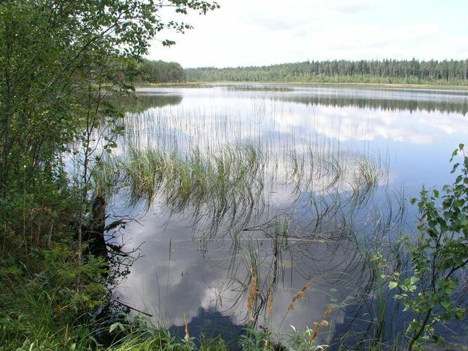 Maakond: Valgamaa Veekogu nimi: Koobassaare järv Pildistamise aeg: august 2006 Pildistaja: H. Timm Pildistamise koht: teadmata Asimuut: