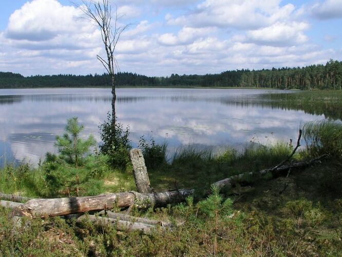 Maakond: Valgamaa Veekogu nimi: Koobassaare järv Pildistamise aeg: august 2006 Pildistaja: H. Timm Pildistamise koht: teadmata Asimuut: