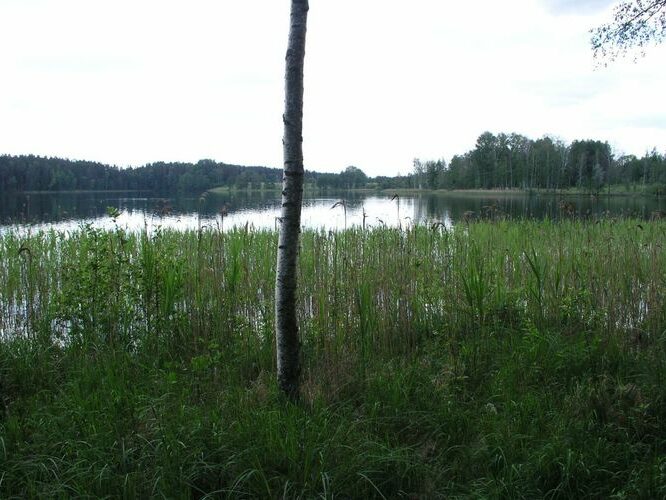 Maakond: Valgamaa Veekogu nimi: Koorküla Valgjärv Pildistamise aeg: 24. juuni 2006 Pildistaja: H. Timm Pildistamise koht: teadmata Asimuut: