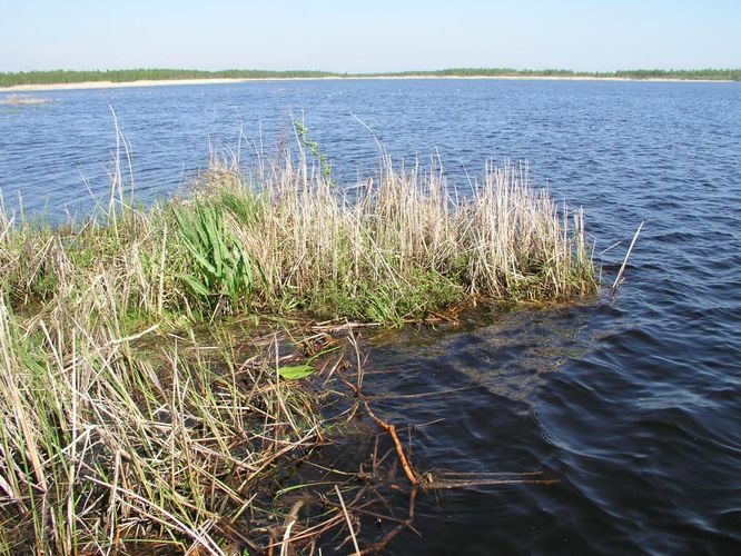 Maakond: Tartumaa Veekogu nimi: Koosa järv Pildistamise aeg: 23. mai 2005 Pildistaja: H. Timm Pildistamise koht: teadmata Asimuut: