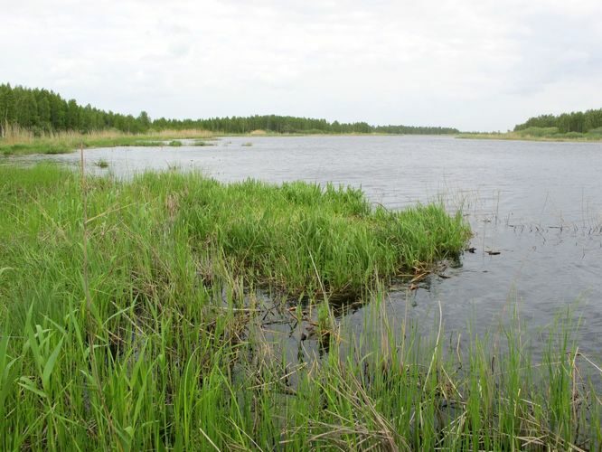 Maakond: Tartumaa Veekogu nimi: Koosa järv Pildistamise aeg: 25. mai 2011 Pildistaja: H. Timm Pildistamise koht: teadmata Asimuut: