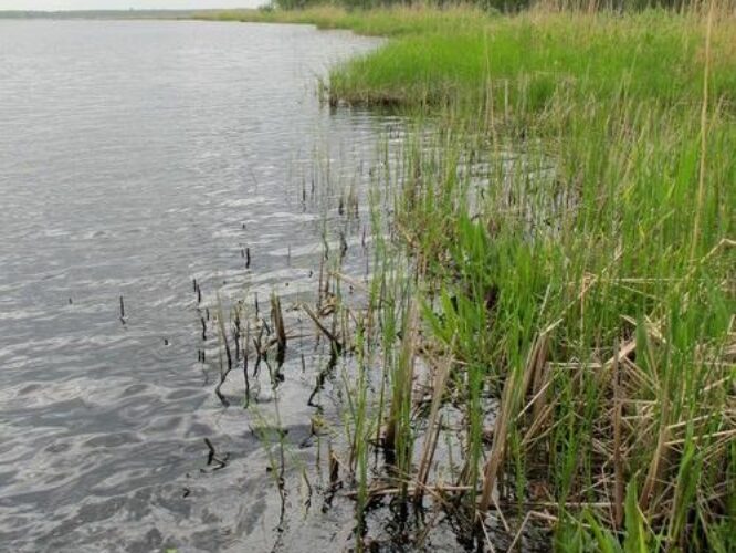 Maakond: Tartumaa Veekogu nimi: Koosa järv Pildistamise aeg: 25. mai 2011 Pildistaja: H. Timm Pildistamise koht: teadmata Asimuut: