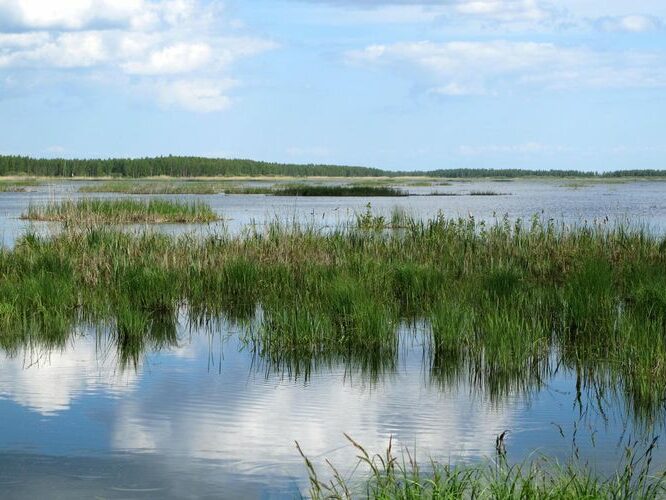 Maakond: Tartumaa Veekogu nimi: Koosa järv Pildistamise aeg: 28. mai 2012 Pildistaja: H. Timm Pildistamise koht: teadmata Asimuut: