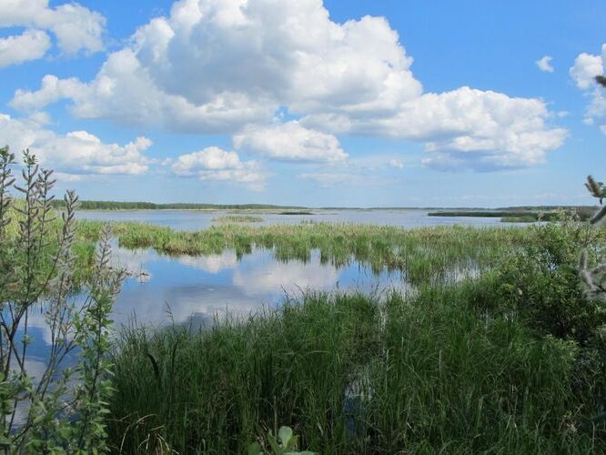 Maakond: Tartumaa Veekogu nimi: Koosa järv Pildistamise aeg: 28. mai 2012 Pildistaja: H. Timm Pildistamise koht: teadmata Asimuut: