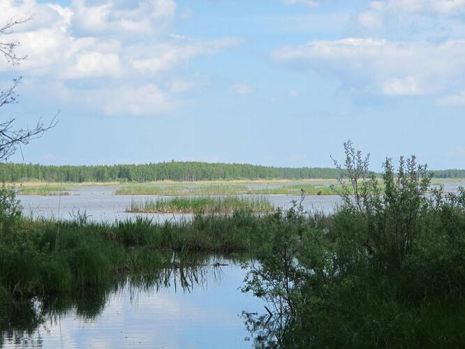 Maakond: Tartumaa Veekogu nimi: Koosa järv Pildistamise aeg: 28. mai 2012 Pildistaja: H. Timm Pildistamise koht: teadmata Asimuut: