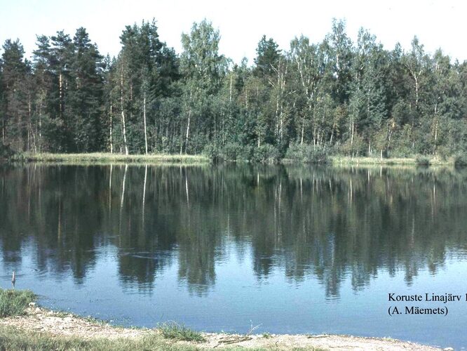 Maakond: Tartumaa Veekogu nimi: Koruste Linajärv Pildistamise aeg: 1979 Pildistaja: A. Mäemets Pildistamise koht: teadmata Asimuut: