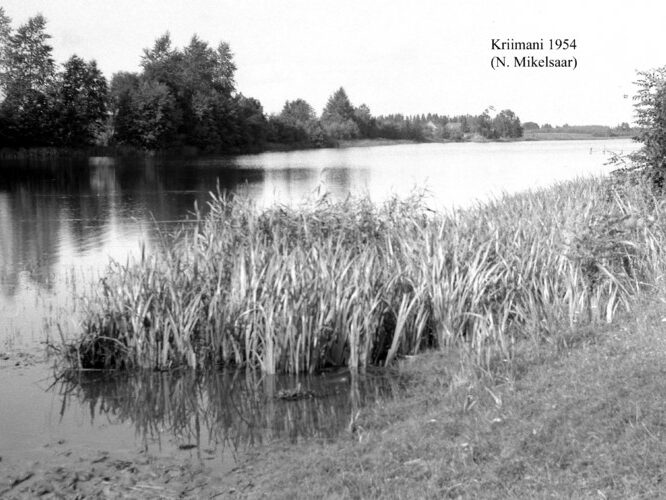 Maakond: Tartumaa Veekogu nimi: Kriimani järv Pildistamise aeg: 1954 Pildistaja: N. Mikelsaar Pildistamise koht: teadmata Asimuut: