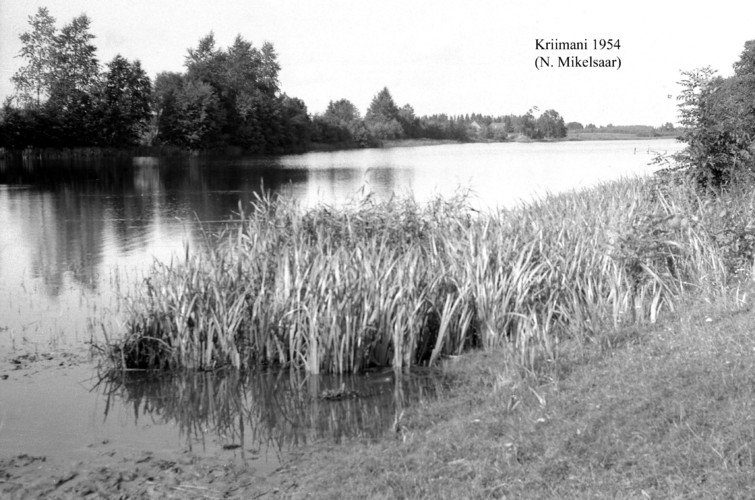 Maakond: Tartumaa Veekogu nimi: Kriimani järv Pildistamise aeg: 1954 Pildistaja: N. Mikelsaar Pildistamise koht: teadmata Asimuut: