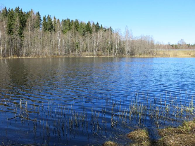 Maakond: Valgamaa Veekogu nimi: Kurnakese järv Pildistamise aeg: 6. mai 2013 Pildistaja: H. Timm Pildistamise koht: teadmata Asimuut: