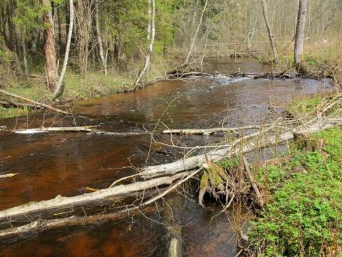 Maakond: Valgamaa Veekogu nimi: Laanemetsa jõgi Pildistamise aeg: 29. aprill 2012 Pildistaja: H. Timm Pildistamise koht: alamjooks Asimuut: