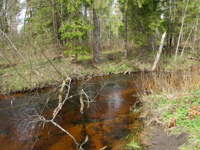 Maakond: Valgamaa Veekogu nimi: Laanemetsa jõgi Pildistamise aeg: 29. aprill 2012 Pildistaja: H. Timm Pildistamise koht: alamjooks Asimuut: