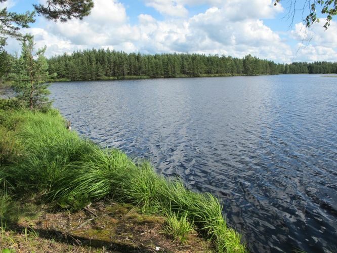 Maakond: Valgamaa Veekogu nimi: Lagesoo järv Pildistamise aeg: 17. juuli 2012 Pildistaja: H. Timm Pildistamise koht: teadmata Asimuut: