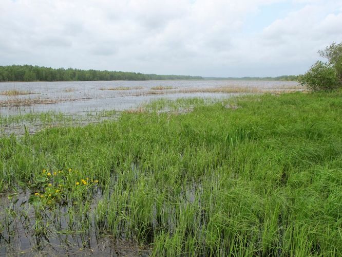 Maakond: Tartumaa Veekogu nimi: Lahepera järv Pildistamise aeg: 25. mai 2011 Pildistaja: H. Timm Pildistamise koht: teadmata Asimuut: