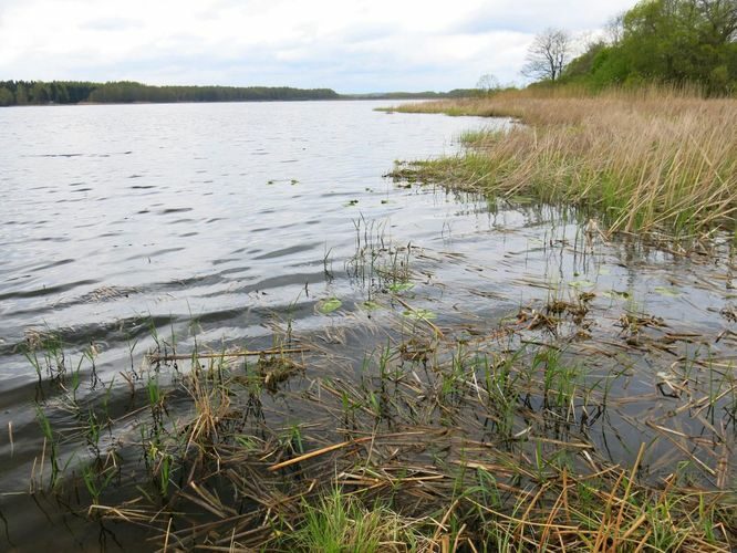 Maakond: Tartumaa Veekogu nimi: Lahepera järv Pildistamise aeg: 8. mai 2014 Pildistaja: H. Timm Pildistamise koht: teadmata Asimuut: